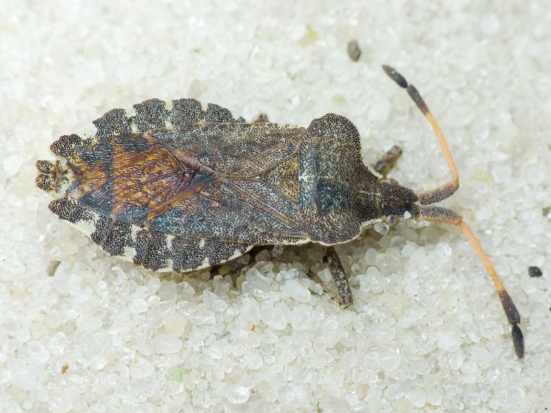 Enoplops scapha (Fabricius, 1794)